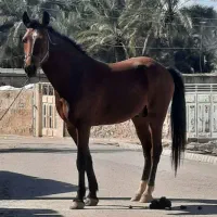 اسب|اسب و تجهیزات اسبسواری|شادگان, |دیوار