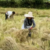 برنج طارم هاشمی درجه یک