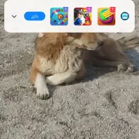 یک سگ خانگی  واگذاری