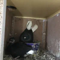 کلاغ دمسفید به شرط