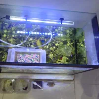 فروش آکواریوم ماهی|ماهی|رشت, معلم|دیوار