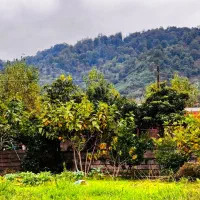 800مترزمین مسکونی کوهپایه ای جنگلی دور دیوار