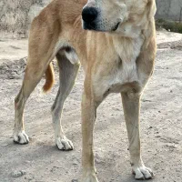 سگ سراب قدرجونی گرگی|سگ|ری, دیلمان|دیوار