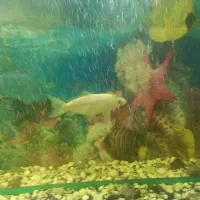 ماهی کوی|ماهی|یزد, |دیوار