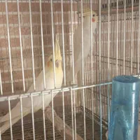 عروس هلندی جفت مولد حراج|پرنده|مبارکه, |دیوار