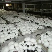 دوره آموزشی تکثیر و پرورش قارچ خوراکی