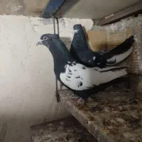 کبوتر رنگی|پرنده|الوند, |دیوار