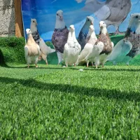 کبوتر طوقی درجه یک
