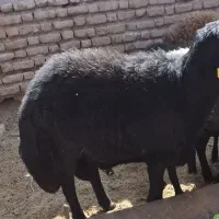 فروش گوسفند