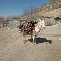 قاطر گم شده|حیوانات|یاسوج, |دیوار