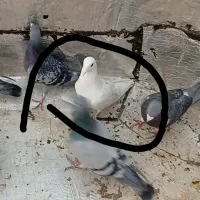 تعدادی کبوتر پلاکی