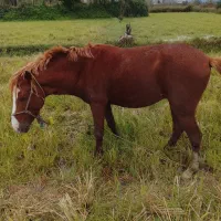 اسب نر کرُند ۴ ساله|اسب و تجهیزات اسبسواری|رودسر, |دیوار