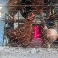 جوجه مرغ سه ماه ونیم