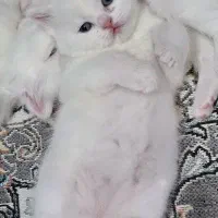 بچه گربه