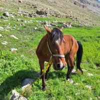 اسب|اسب و تجهیزات اسب‌سواری|رستم, |دیوار