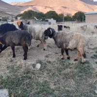 فروش