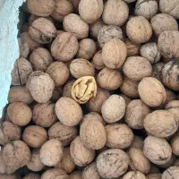 گردو