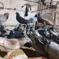 کبوتر. پلاکی