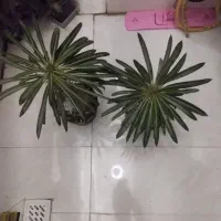 گل و گیاه طبیعی