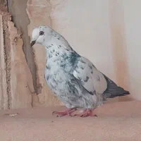 کبوتر پرشی بازی دار|پرنده|اردکان, |دیوار