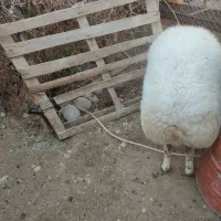 فروش قوچ نر|حیوانات مزرعه|قلعه قاضی, |دیوار