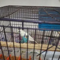 یک جفت مرغ عشق با جوجه