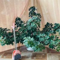 گل شفلرا (درختچه)بزرگ ۷ ساله