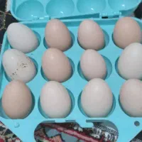 تخم مرغ گلین لری|خوردنی و آشامیدنی|پارسآباد, |دیوار