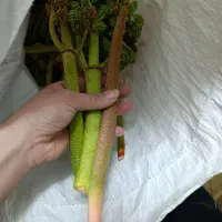 ریواس تازه چیده شده