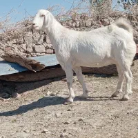 گوسفند|حیوانات مزرعه|زابل, |دیوار