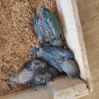 کوتوله سرلاکی و بالغ و قناری نر