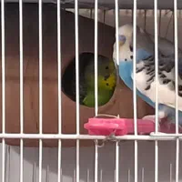 مرغ عشق همراه با جوجه هاشون