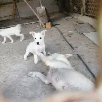 واگزاری اشپیدز