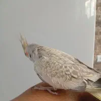 عروس هلندی|پرنده|کیار, |دیوار