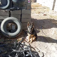 سگ ژرمن،سه ماهه،ماده