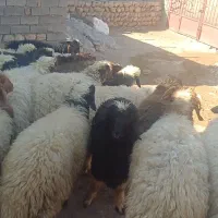 میش و گلیار