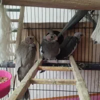 عروس هلندی