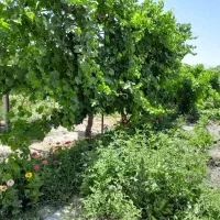 باغچه-قره-آغاج-2000متر-بامجوز-ساخت