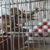 سهره نرماده