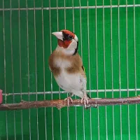 سهره چهار گل