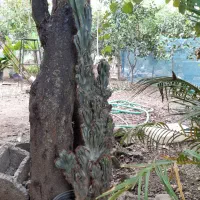 انواع گل و گیاه  صخره ای و ...|گل و گیاه طبیعی|تالش, تالش|دیوار