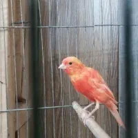 نرقناری سرخ درشت مست