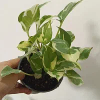 گل آپارتمانی|گل و گیاه طبیعی|رشت, پل تالشان|دیوار