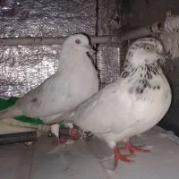 کبوتر خوب
