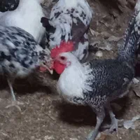 مرغ وخروس زینتی کل مرغ وخروس جوجه زیرمرغ ب شرط تخم|حیوانات مزرعه|میبد, |دیوار