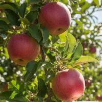 نیازمند کارگر