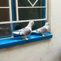 کبوتر زینتی نر و ماده .تخم گذار