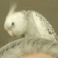 عروس هلندی گمشده