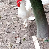 خروس سرحال دو رگه محلی