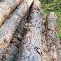 خرید چوپ صنوبر و جنگلی|خدمات باغبانی و درختکاری|لاهیجان, بازکیاگوراب|دیوار